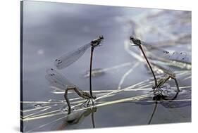 Pyrrhosoma Nymphula (Large Red Damselfly) - Laying Eggs in Aquatic Plants-Paul Starosta-Stretched Canvas