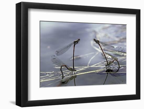 Pyrrhosoma Nymphula (Large Red Damselfly) - Laying Eggs in Aquatic Plants-Paul Starosta-Framed Photographic Print