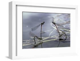 Pyrrhosoma Nymphula (Large Red Damselfly) - Laying Eggs in Aquatic Plants-Paul Starosta-Framed Photographic Print