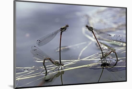 Pyrrhosoma Nymphula (Large Red Damselfly) - Laying Eggs in Aquatic Plants-Paul Starosta-Mounted Photographic Print