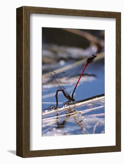 Pyrrhosoma Nymphula (Large Red Damselfly) - Laying Eggs in Aquatic Plants-Paul Starosta-Framed Photographic Print