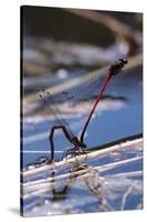 Pyrrhosoma Nymphula (Large Red Damselfly) - Laying Eggs in Aquatic Plants-Paul Starosta-Stretched Canvas