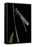 Pyrrhosoma Nymphula (Large Red Damselfly) - Newly Emerged-Paul Starosta-Framed Stretched Canvas