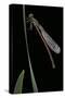 Pyrrhosoma Nymphula (Large Red Damselfly) - Newly Emerged-Paul Starosta-Stretched Canvas