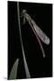 Pyrrhosoma Nymphula (Large Red Damselfly) - Newly Emerged-Paul Starosta-Mounted Photographic Print