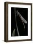 Pyrrhosoma Nymphula (Large Red Damselfly) - Newly Emerged-Paul Starosta-Framed Photographic Print