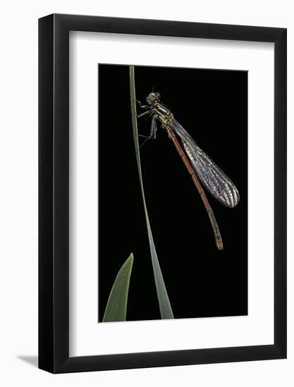 Pyrrhosoma Nymphula (Large Red Damselfly) - Newly Emerged-Paul Starosta-Framed Photographic Print