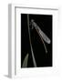 Pyrrhosoma Nymphula (Large Red Damselfly) - Newly Emerged-Paul Starosta-Framed Photographic Print