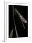 Pyrrhosoma Nymphula (Large Red Damselfly) - Newly Emerged-Paul Starosta-Framed Photographic Print