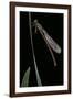 Pyrrhosoma Nymphula (Large Red Damselfly) - Newly Emerged-Paul Starosta-Framed Photographic Print