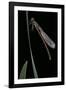 Pyrrhosoma Nymphula (Large Red Damselfly) - Newly Emerged-Paul Starosta-Framed Photographic Print