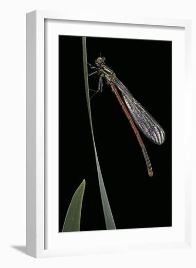 Pyrrhosoma Nymphula (Large Red Damselfly) - Newly Emerged-Paul Starosta-Framed Photographic Print