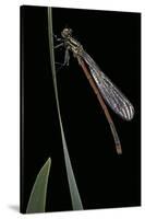 Pyrrhosoma Nymphula (Large Red Damselfly) - Newly Emerged-Paul Starosta-Stretched Canvas