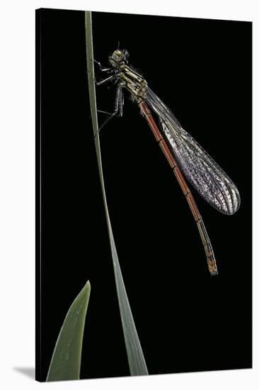 Pyrrhosoma Nymphula (Large Red Damselfly) - Newly Emerged-Paul Starosta-Stretched Canvas