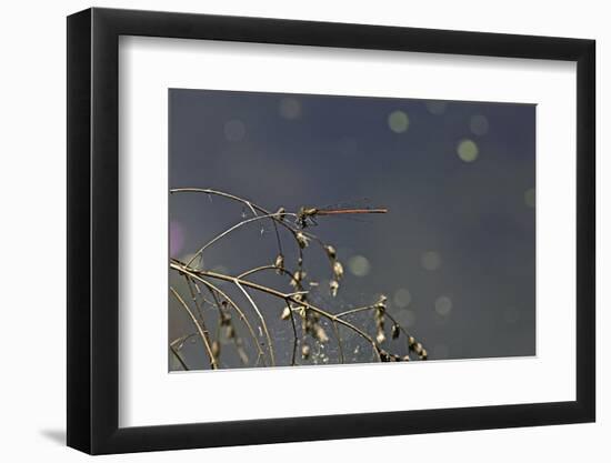 Pyrrhosoma Nymphula (Large Red Damselfly)-Paul Starosta-Framed Photographic Print