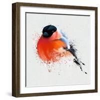 Pyrrhula. A Vivid Illustration of Bullfinch, close Up, with Elements of the Sketch and Spray Paint,-Pacrovka-Framed Art Print