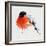 Pyrrhula. A Vivid Illustration of Bullfinch, close Up, with Elements of the Sketch and Spray Paint,-Pacrovka-Framed Art Print