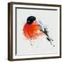 Pyrrhula. A Vivid Illustration of Bullfinch, close Up, with Elements of the Sketch and Spray Paint,-Pacrovka-Framed Art Print