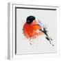 Pyrrhula. A Vivid Illustration of Bullfinch, close Up, with Elements of the Sketch and Spray Paint,-Pacrovka-Framed Art Print