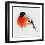 Pyrrhula. A Vivid Illustration of Bullfinch, close Up, with Elements of the Sketch and Spray Paint,-Pacrovka-Framed Art Print