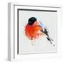 Pyrrhula. A Vivid Illustration of Bullfinch, close Up, with Elements of the Sketch and Spray Paint,-Pacrovka-Framed Art Print