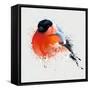 Pyrrhula. A Vivid Illustration of Bullfinch, close Up, with Elements of the Sketch and Spray Paint,-Pacrovka-Framed Stretched Canvas