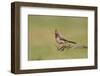 Pyrrhuloxia adult perched-Larry Ditto-Framed Photographic Print