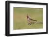 Pyrrhuloxia adult perched-Larry Ditto-Framed Photographic Print