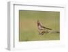 Pyrrhuloxia adult perched-Larry Ditto-Framed Photographic Print