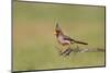 Pyrrhuloxia adult perched-Larry Ditto-Mounted Photographic Print