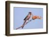 Pyrrhuloxia (Cardinalis sinuatus) adult male, feeding on ocotillo flowers, USA-S & D & K Maslowski-Framed Photographic Print