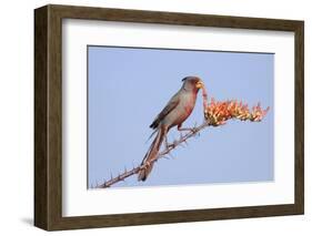 Pyrrhuloxia (Cardinalis sinuatus) adult male, feeding on ocotillo flowers, USA-S & D & K Maslowski-Framed Photographic Print