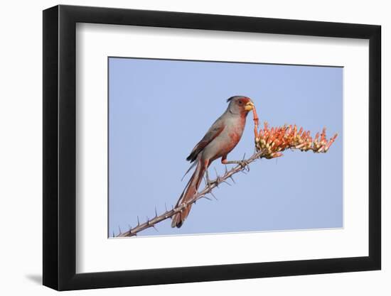 Pyrrhuloxia (Cardinalis sinuatus) adult male, feeding on ocotillo flowers, USA-S & D & K Maslowski-Framed Photographic Print