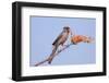 Pyrrhuloxia (Cardinalis sinuatus) adult male, feeding on ocotillo flowers, USA-S & D & K Maslowski-Framed Photographic Print