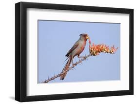 Pyrrhuloxia (Cardinalis sinuatus) adult male, feeding on ocotillo flowers, USA-S & D & K Maslowski-Framed Photographic Print