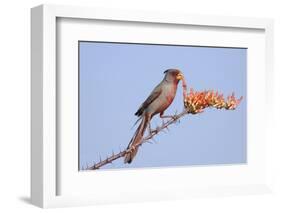 Pyrrhuloxia (Cardinalis sinuatus) adult male, feeding on ocotillo flowers, USA-S & D & K Maslowski-Framed Photographic Print