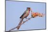 Pyrrhuloxia (Cardinalis sinuatus) adult male, feeding on ocotillo flowers, USA-S & D & K Maslowski-Mounted Photographic Print