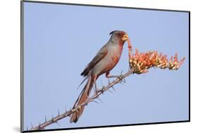 Pyrrhuloxia (Cardinalis sinuatus) adult male, feeding on ocotillo flowers, USA-S & D & K Maslowski-Mounted Photographic Print