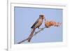 Pyrrhuloxia (Cardinalis sinuatus) adult male, feeding on ocotillo flowers, USA-S & D & K Maslowski-Framed Photographic Print