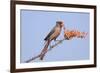 Pyrrhuloxia (Cardinalis sinuatus) adult male, feeding on ocotillo flowers, USA-S & D & K Maslowski-Framed Photographic Print