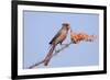 Pyrrhuloxia (Cardinalis sinuatus) adult male, feeding on ocotillo flowers, USA-S & D & K Maslowski-Framed Photographic Print