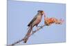 Pyrrhuloxia (Cardinalis sinuatus) adult male, feeding on ocotillo flowers, USA-S & D & K Maslowski-Mounted Photographic Print