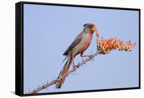 Pyrrhuloxia (Cardinalis sinuatus) adult male, feeding on ocotillo flowers, USA-S & D & K Maslowski-Framed Stretched Canvas