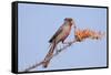 Pyrrhuloxia (Cardinalis sinuatus) adult male, feeding on ocotillo flowers, USA-S & D & K Maslowski-Framed Stretched Canvas