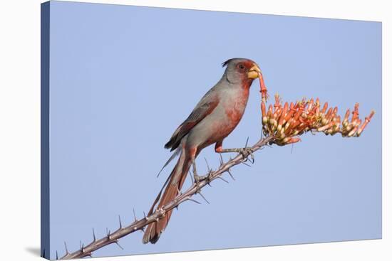 Pyrrhuloxia (Cardinalis sinuatus) adult male, feeding on ocotillo flowers, USA-S & D & K Maslowski-Stretched Canvas