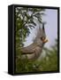 Pyrrhuloxia (Cardinalis Sinuatus) Female-James Hager-Framed Stretched Canvas