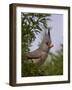 Pyrrhuloxia (Cardinalis Sinuatus) Female-James Hager-Framed Photographic Print