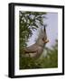 Pyrrhuloxia (Cardinalis Sinuatus) Female-James Hager-Framed Photographic Print