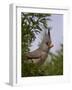 Pyrrhuloxia (Cardinalis Sinuatus) Female-James Hager-Framed Photographic Print