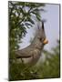 Pyrrhuloxia (Cardinalis Sinuatus) Female-James Hager-Mounted Photographic Print